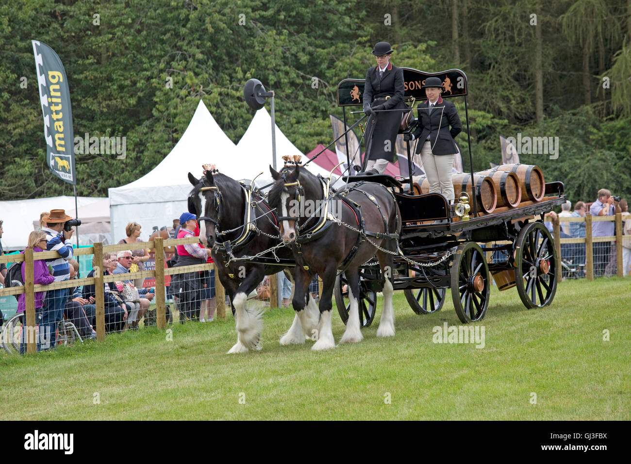 Robinsons Brewery Shire Horses bei Countryfile Live 2016 Blenheim Palace Woodstock UK Stockfoto