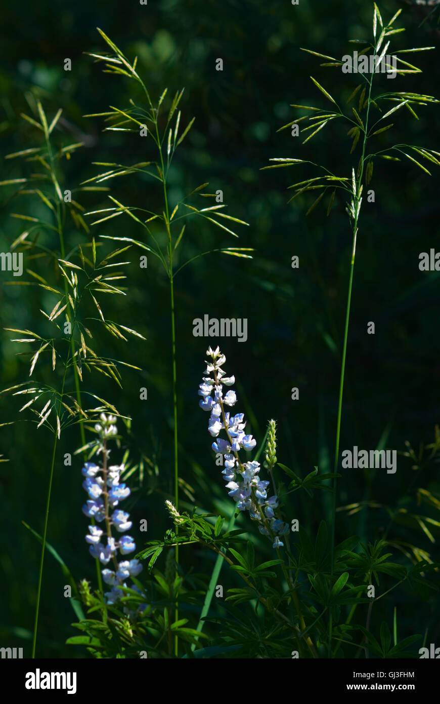 Lupine bei Roxborough, Colorado natürlichen Bereich, Colorado Parks and Wildlife, National Natural Landmark Stockfoto