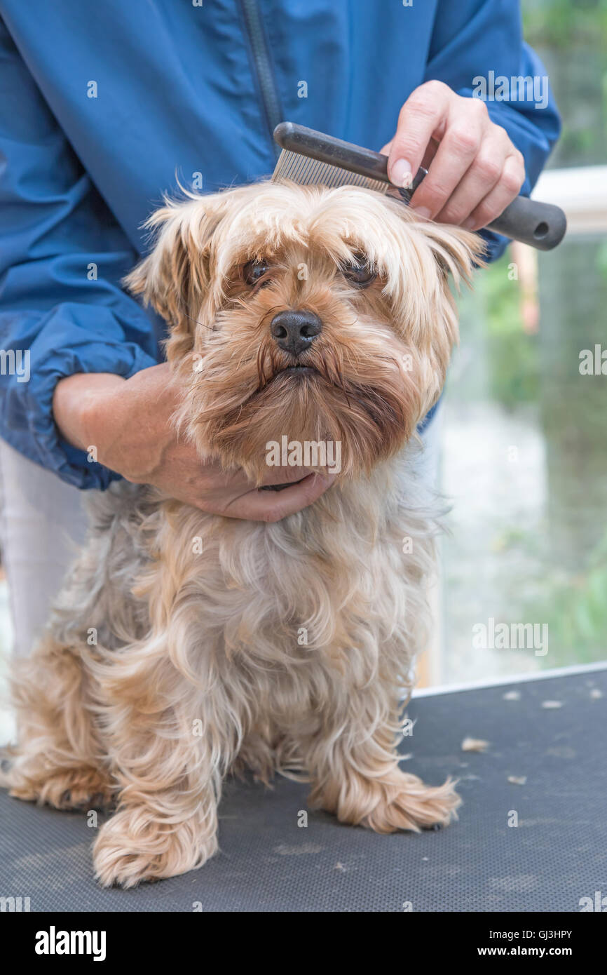 Yorkshire Terrier Pflege vom Kamm. Hund sitzt auf dem Trimmtisch und ist in die Kamera schaut. Stockfoto