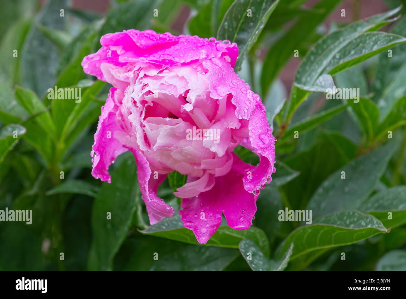 Pfingstrose Blüte mit Regen Wassertropfen in einem Garten Stockfoto