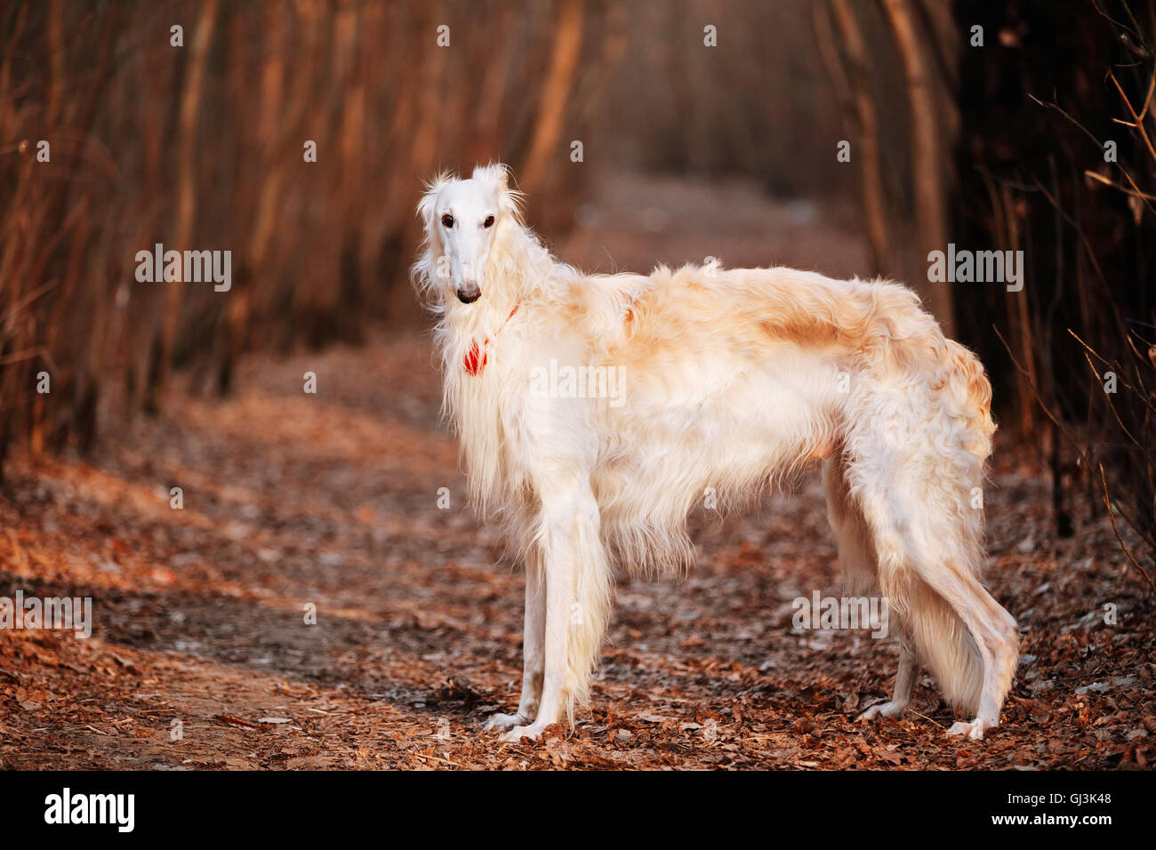 Wei e Russische Wolfhound Hund Barsoi Russische Jagd Windhund wei-e-russische-wolfhound-hund-barsoi-russische-jagd-windhund
