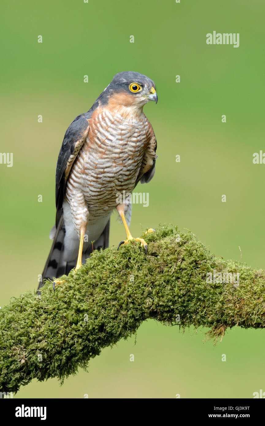 Sperber (Accipiter Nisus) - UK Stockfoto