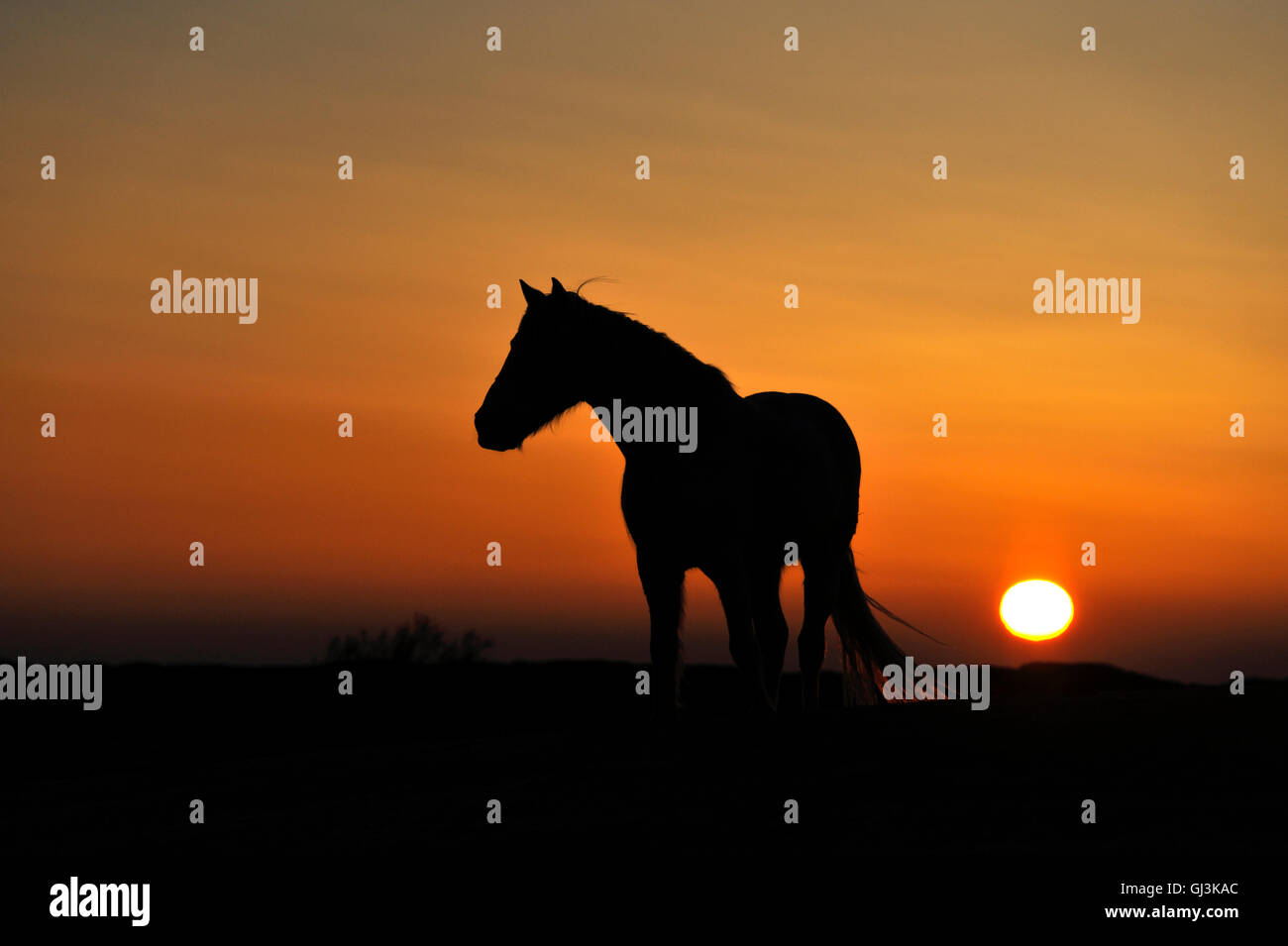 Silhouette weißen Pferd in der Camargue, Südfrankreich, Europa Stockfoto