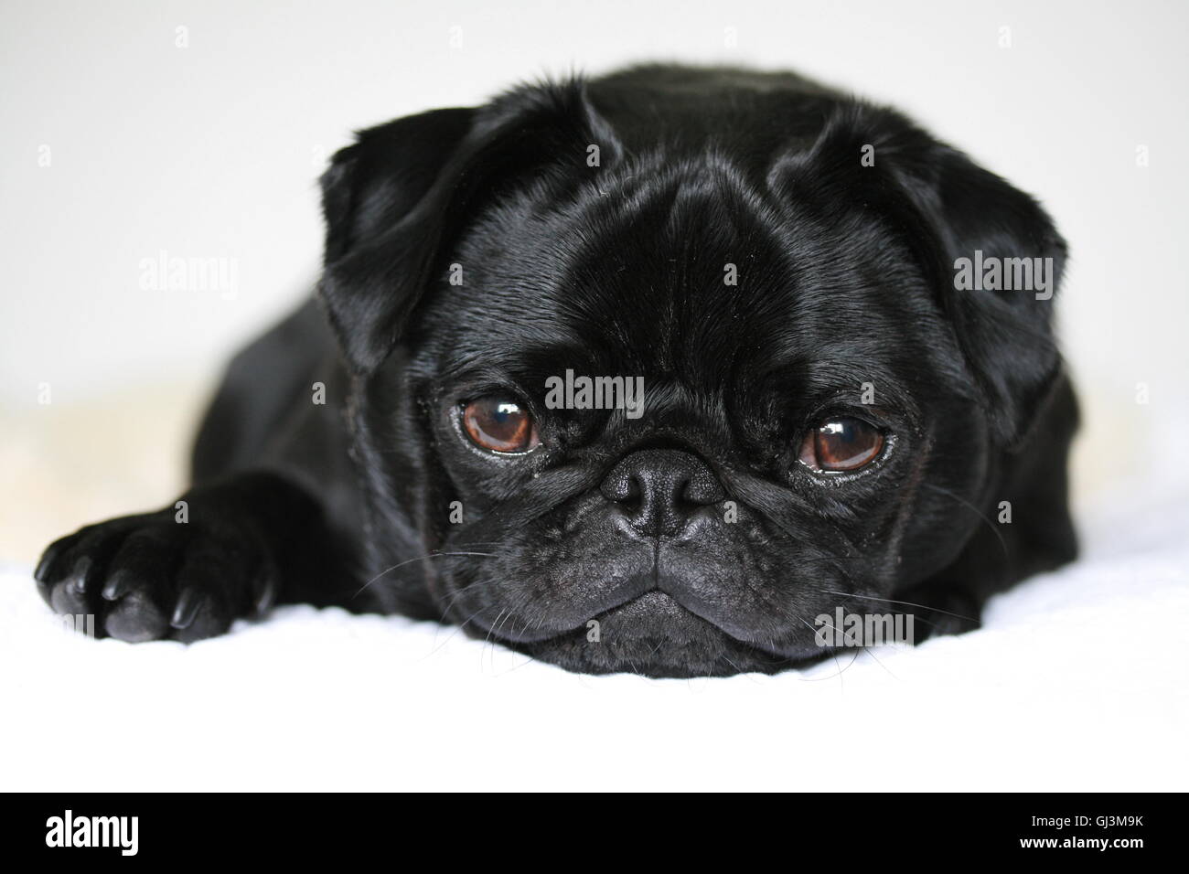 süße schwarze 2-jährige Mops Rüde. entspannt und schläfrig Stockfoto
