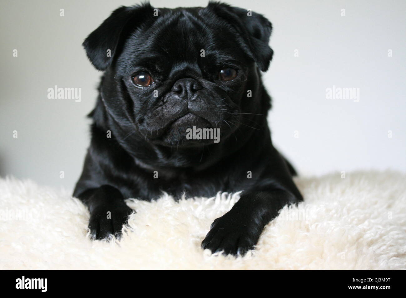 niedliche 2-jährige schwarze Mops-Rüde Stockfoto