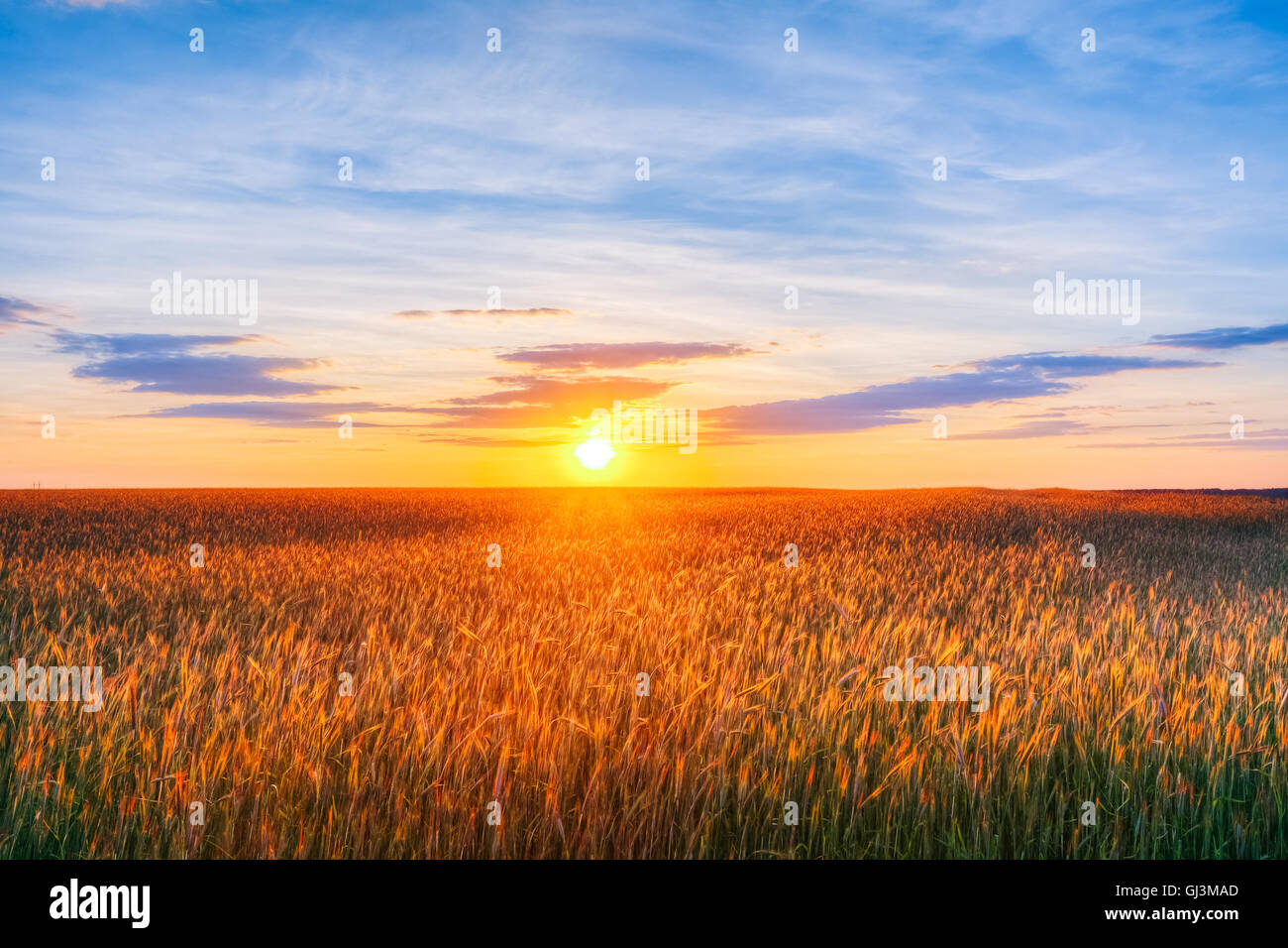 Landschaft von Weizenfeld unter landschaftlich dramatische Sommerhimmel im Sonnenuntergang Sonnenaufgang-Sunrise. Skyline. Stockfoto