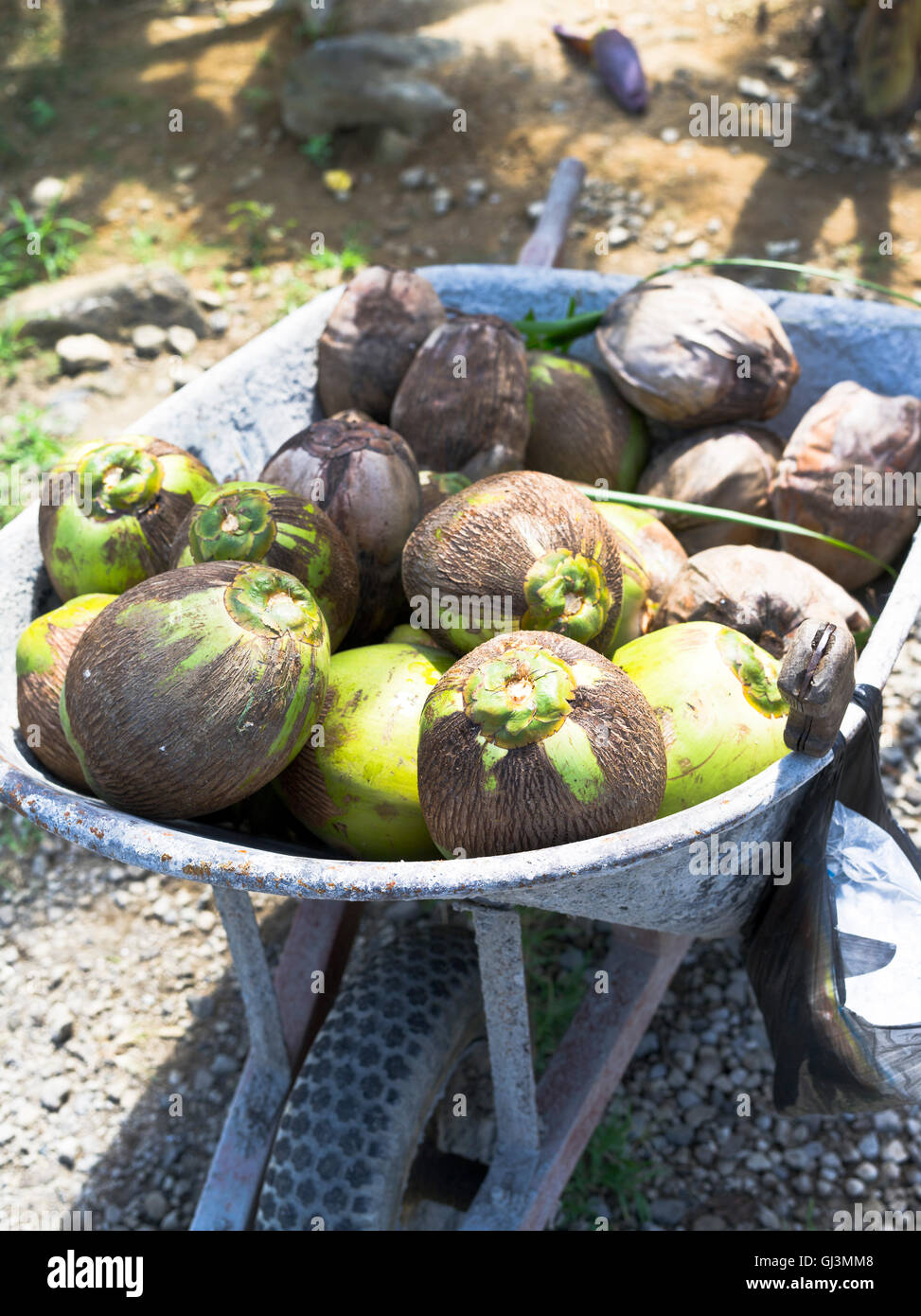 dh ST LUCIA Karibik Kokosnüsse für Verkauf am Straßenrand Stockfoto