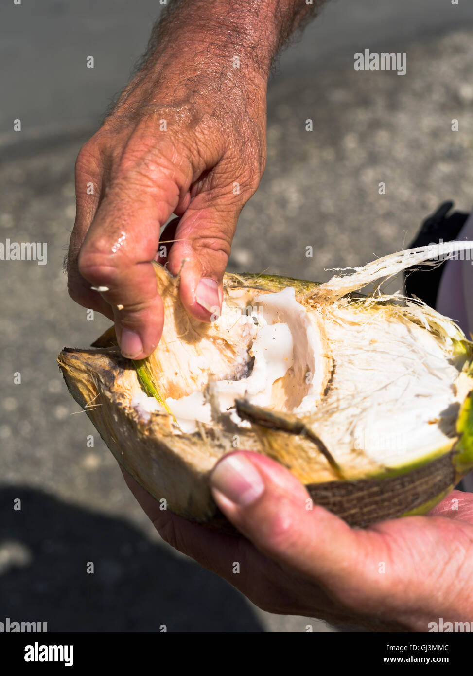 dh-St. LUCIA-CARIBBEAN extrahieren die Kokosnüsse Fleisch aus geschnittenen Kokosnuss Stockfoto