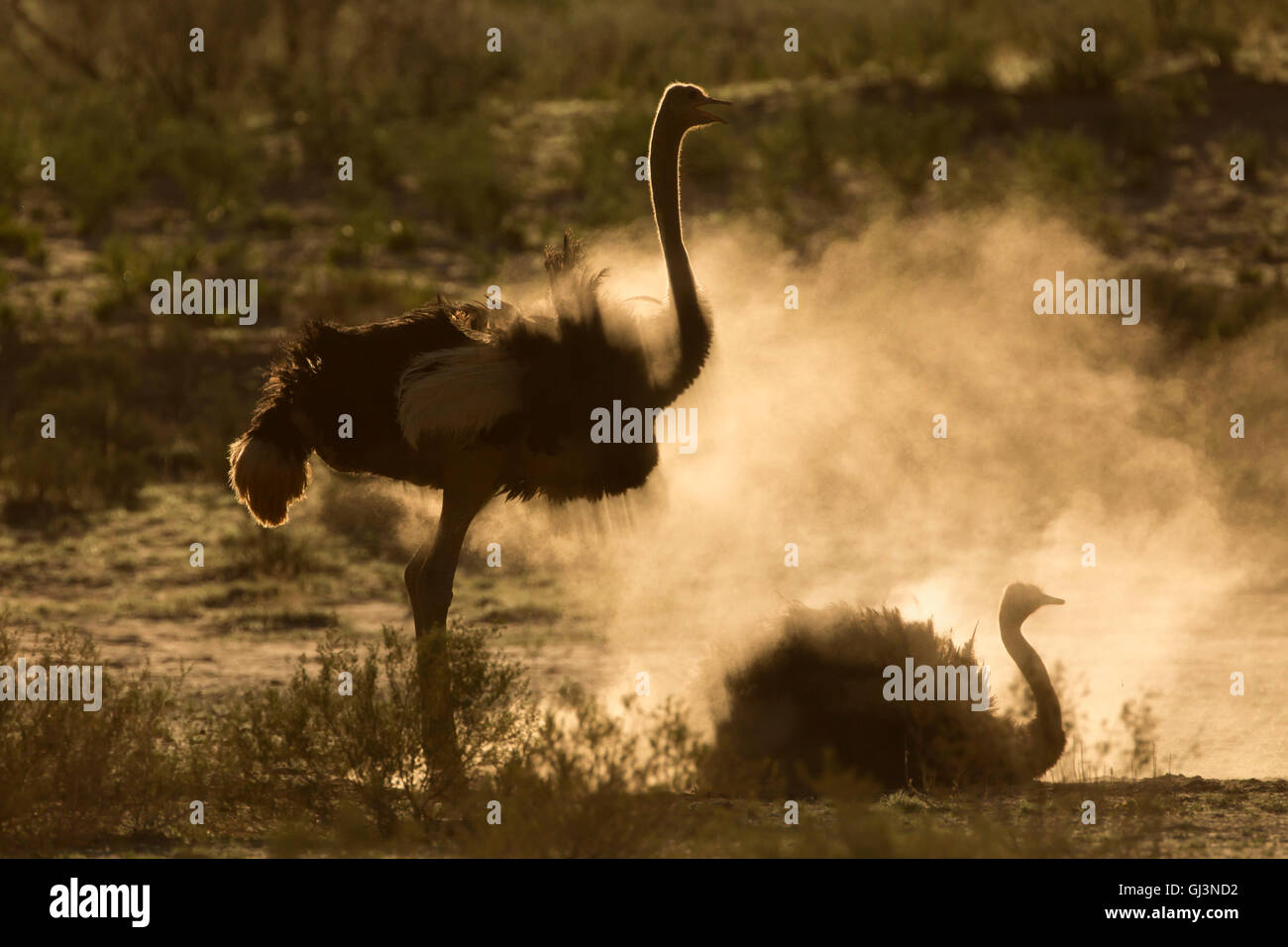 Strauße (Struthio Camelus) Dustbathing, Kgalagadi Transfrontier Park, Südafrika Stockfoto