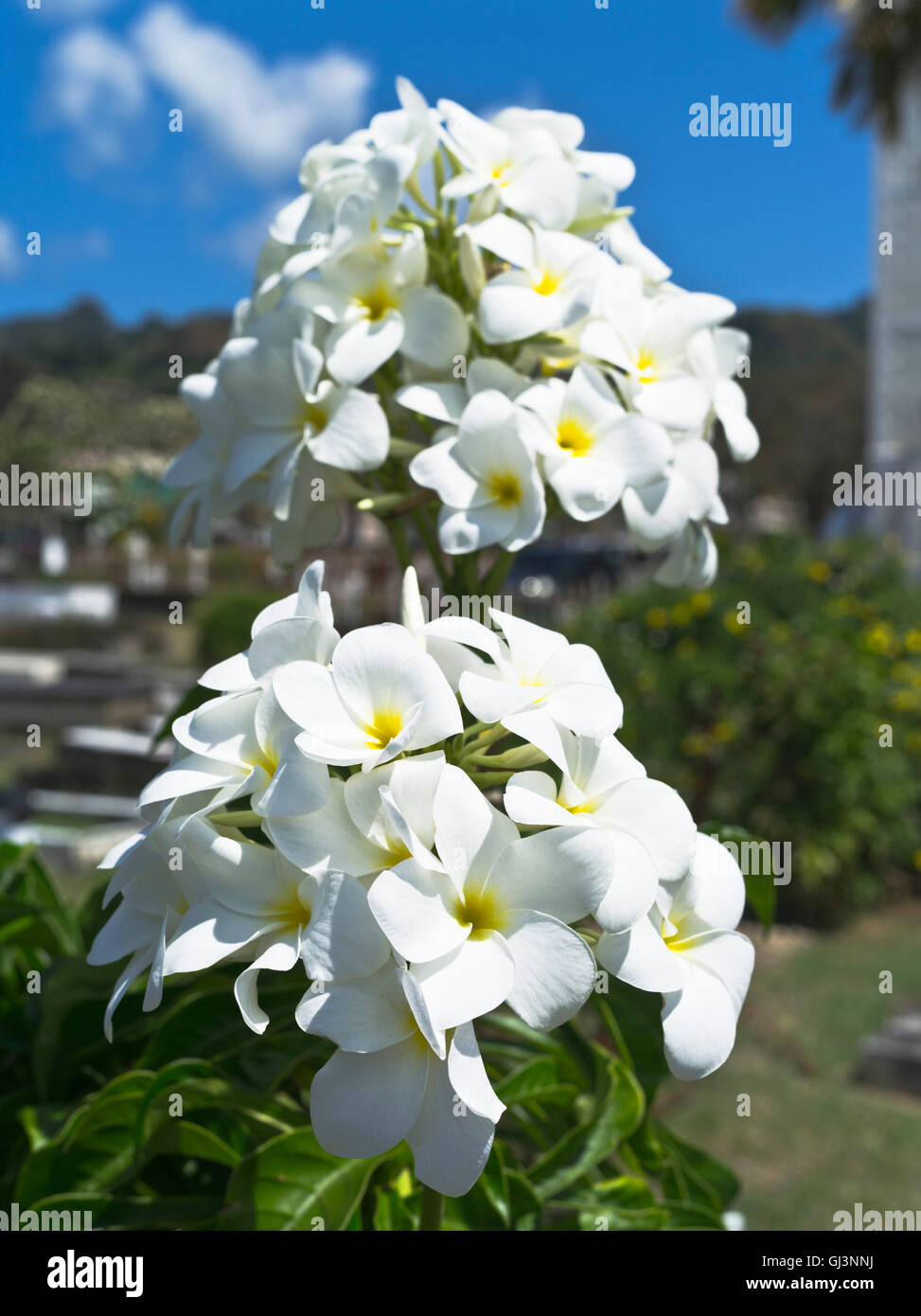 dh Plumeria FLORA Karibik Plumeria Karibik weiße gelbe Blume Pflanze Stockfoto