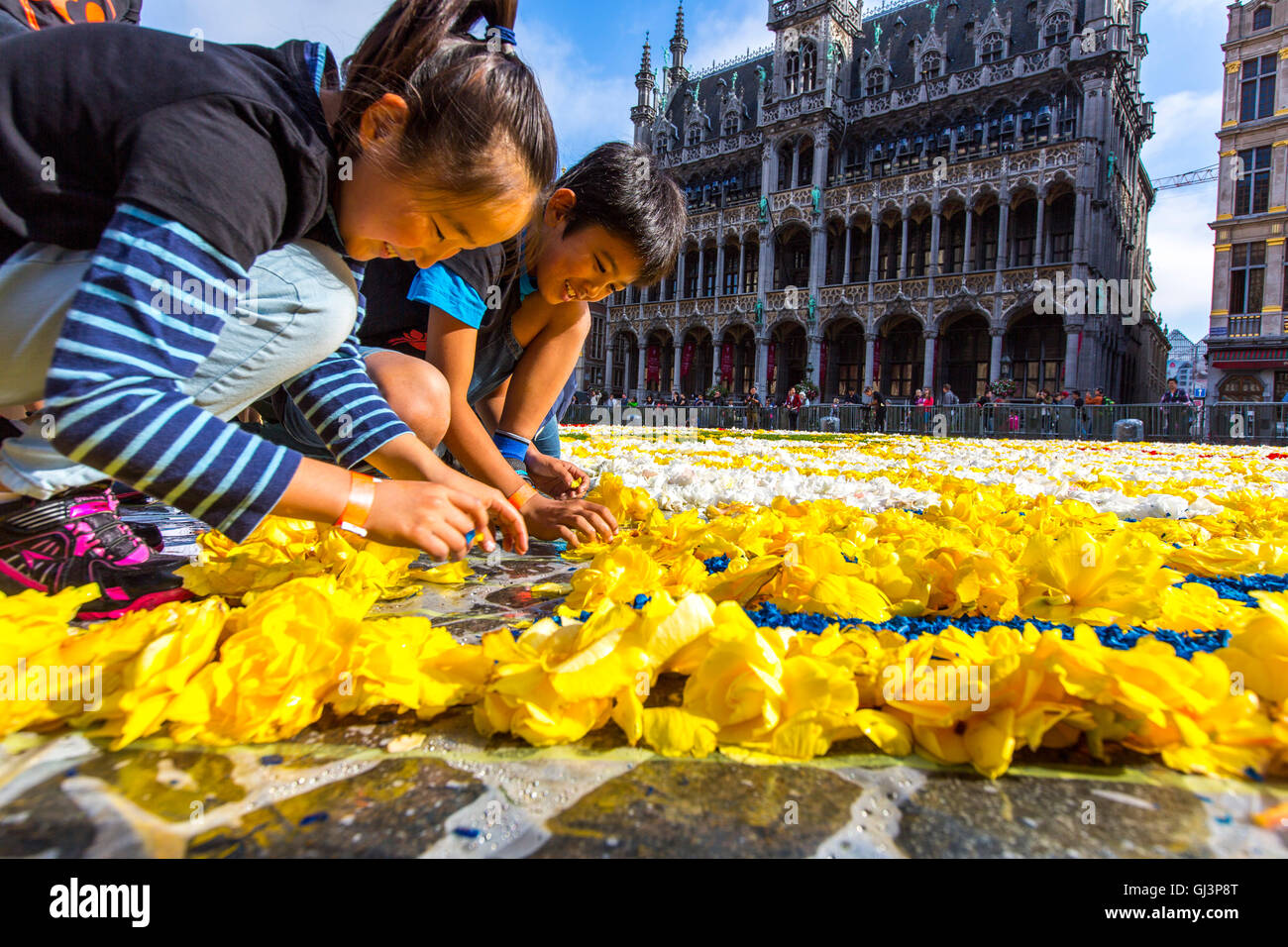 Blumenteppich am Grand Place in Brüssel, Belgien und mehr als 600.000 Blumen, Begonien, Dahlien, Montage des Teppichs Stockfoto