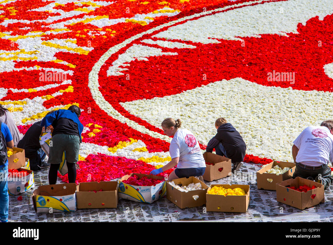 Blumenteppich am Grand Place in Brüssel, Belgien und mehr als 600.000 Blumen, Begonien, Dahlien, Montage des Teppichs Stockfoto