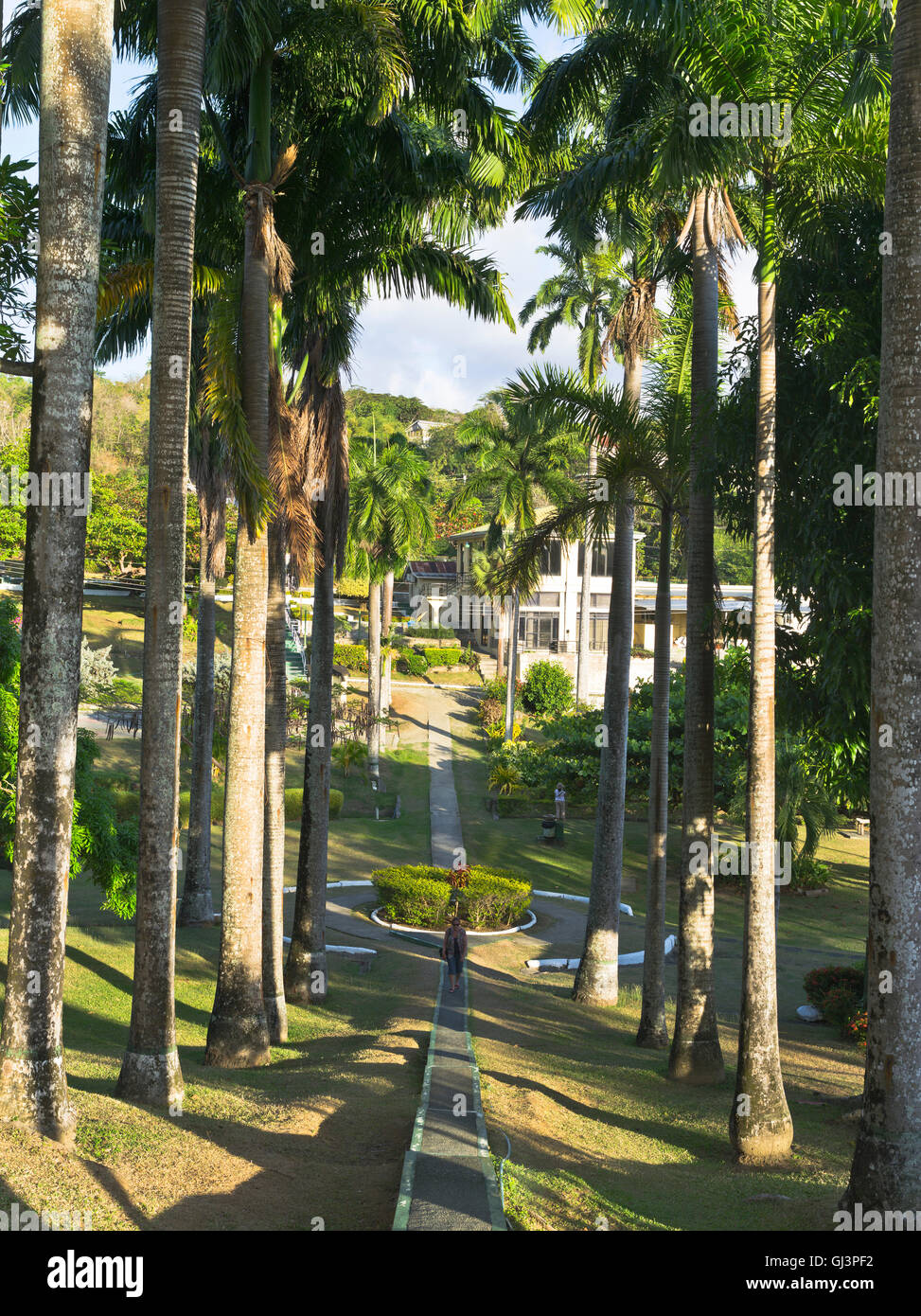 dh Scarborough TOBAGO Karibik Karibik botanischen Garten Weg Reihe von hohen Palmen Bäume botanica Stockfoto