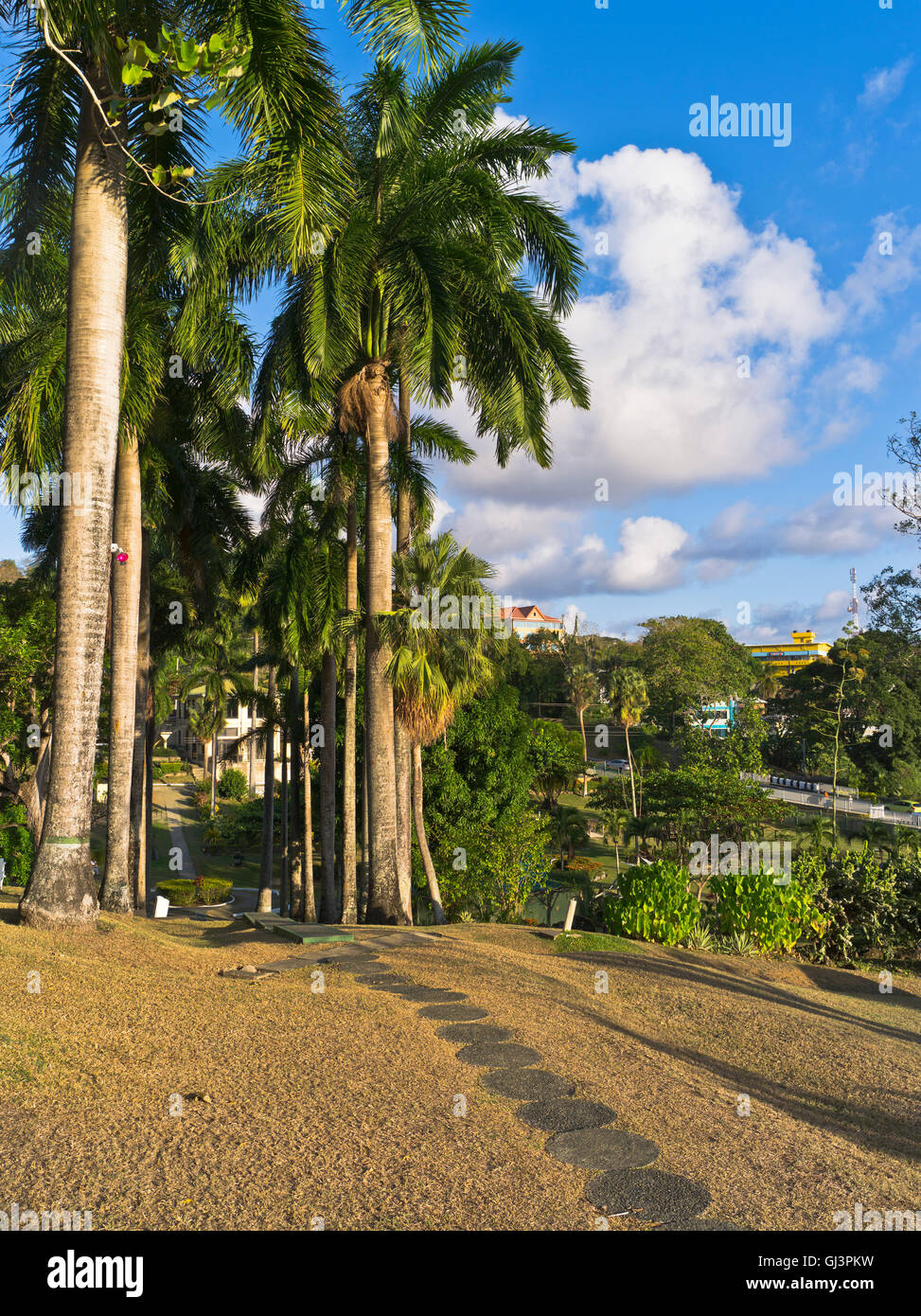 dh Scarborough TOBAGO CARIBBEAN Caribbean Botanical Gardens Pfad hohe Palme Baumgarten Stockfoto