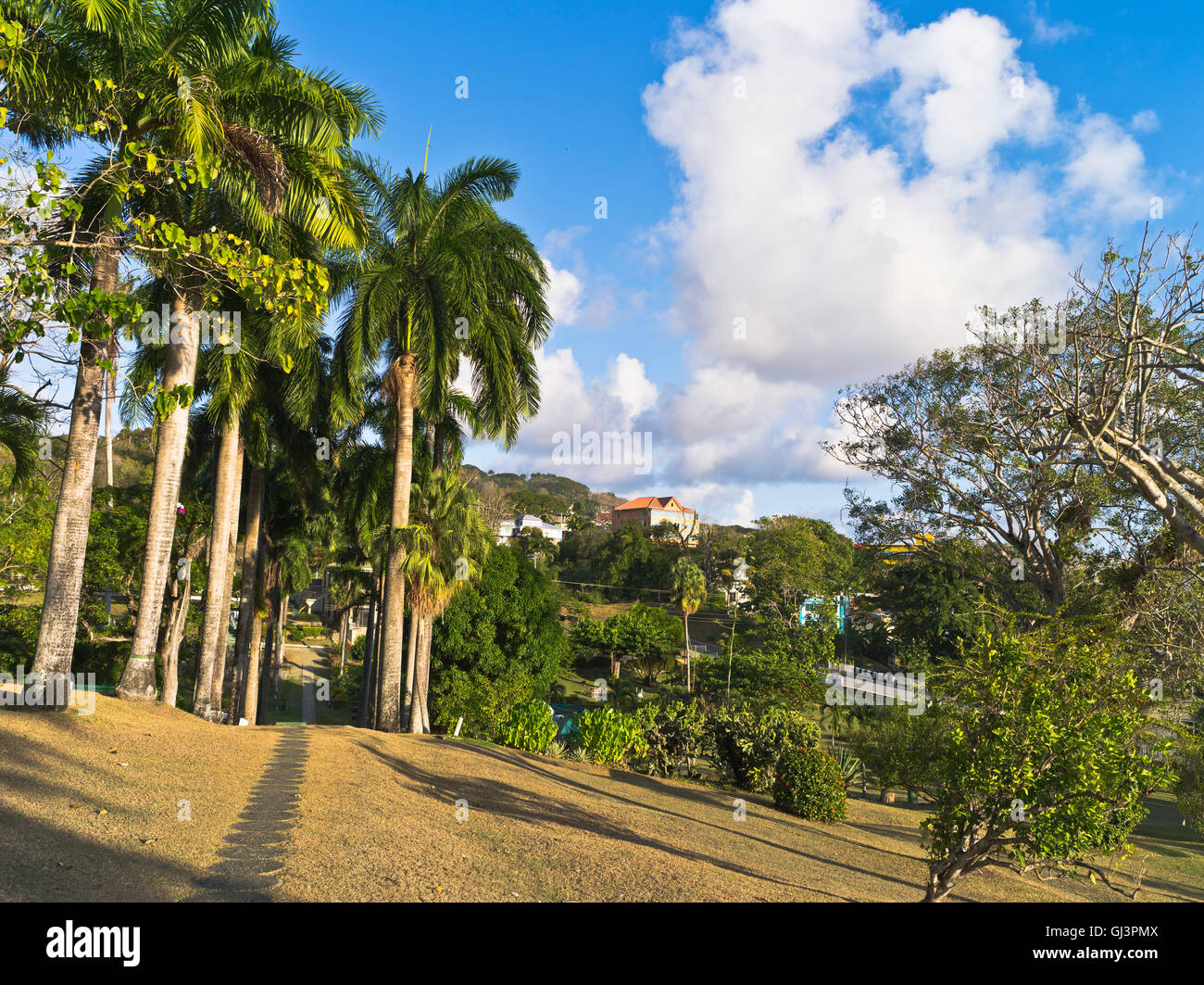 dh Scarborough TRINIDAD TOBAGO CARIBBEAN Caribbean Botanical Gardens Pfad hoch Palmen Stockfoto