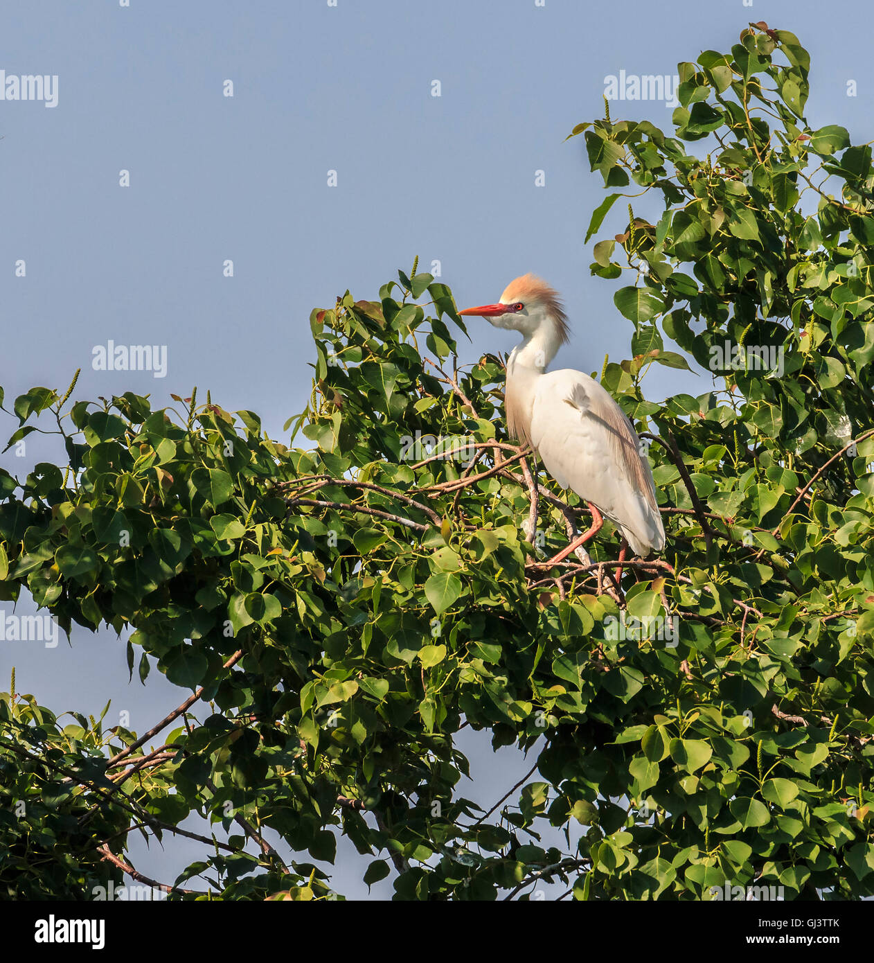 Der Kuhreiher während der Brutzeit mit orange Gefieder auf dem Kopf sichtbar. Stockfoto