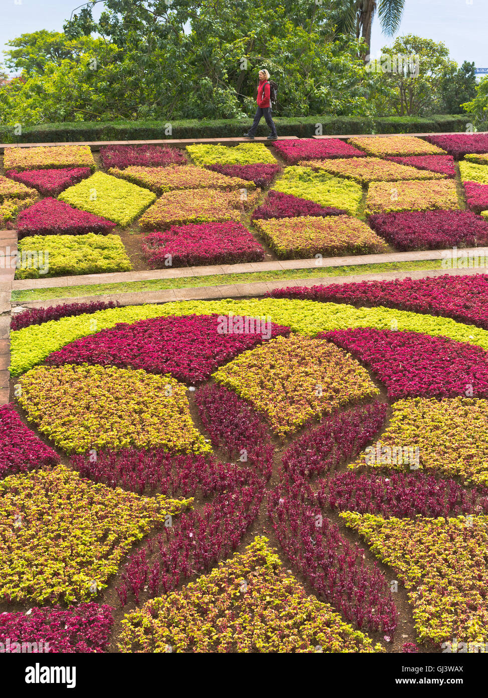 Dh Botanical Gardens Funchal Madeira touristische Frau Hecke pflanzen Mosaik Muster garten Blume Stockfoto