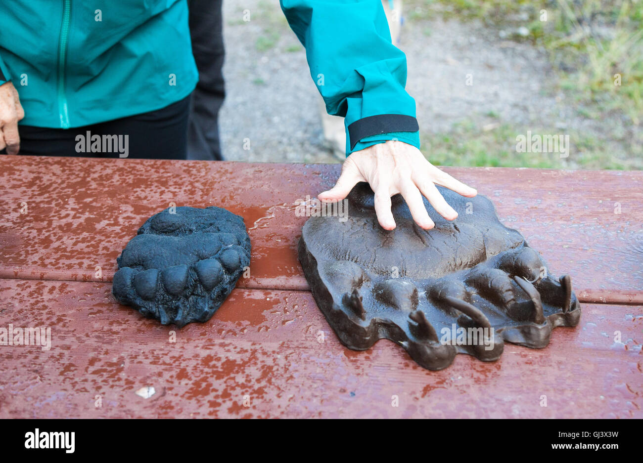 Eine Frau streckte ihre Hand für den Vergleich der Unterschied in der Größe über einen Kautschuk gegossen von einem Grizzly Bear paw Stockfoto