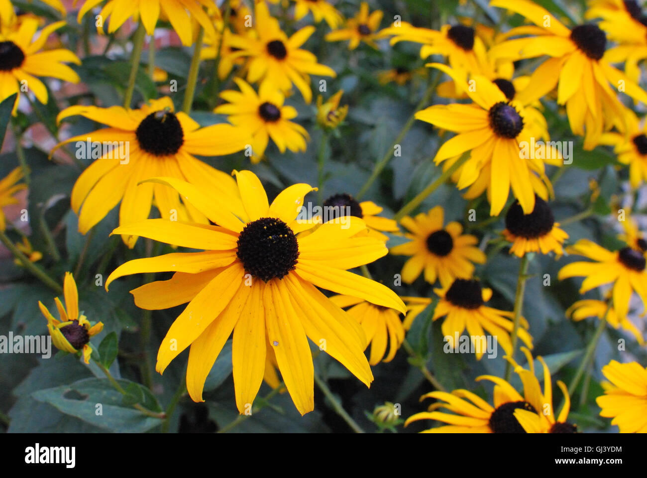 Black-Eyed Susans, Blackeyed Susan, Nahaufnahme (Rudbeckia Hirta) Stockfoto