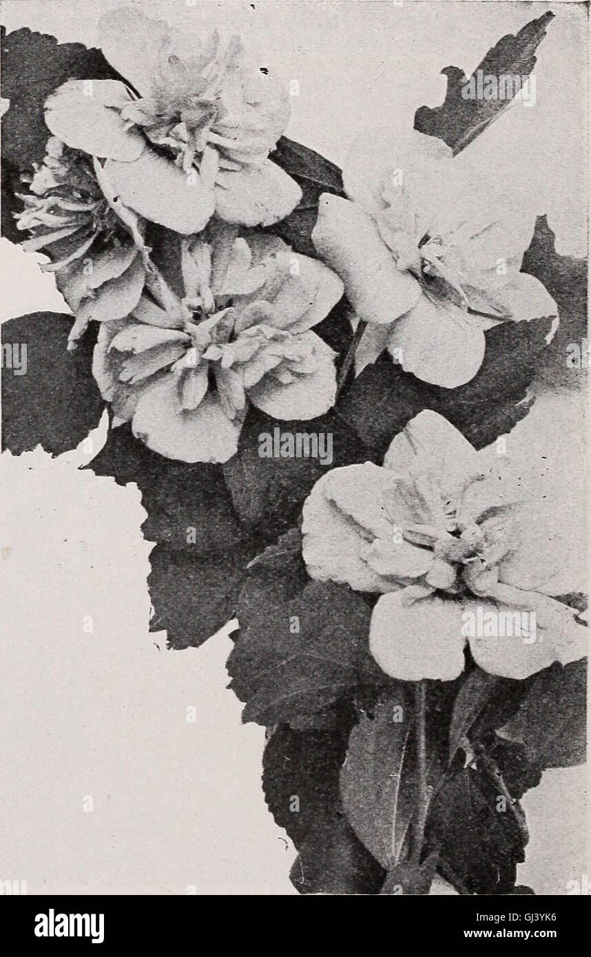 C. M. Hobbs und Söhne - winterhart Obst, Zierbäume, Evergreens, Sträuche, Reben, Rosen, Stauden, Heckenpflanzen (1919) Stockfoto