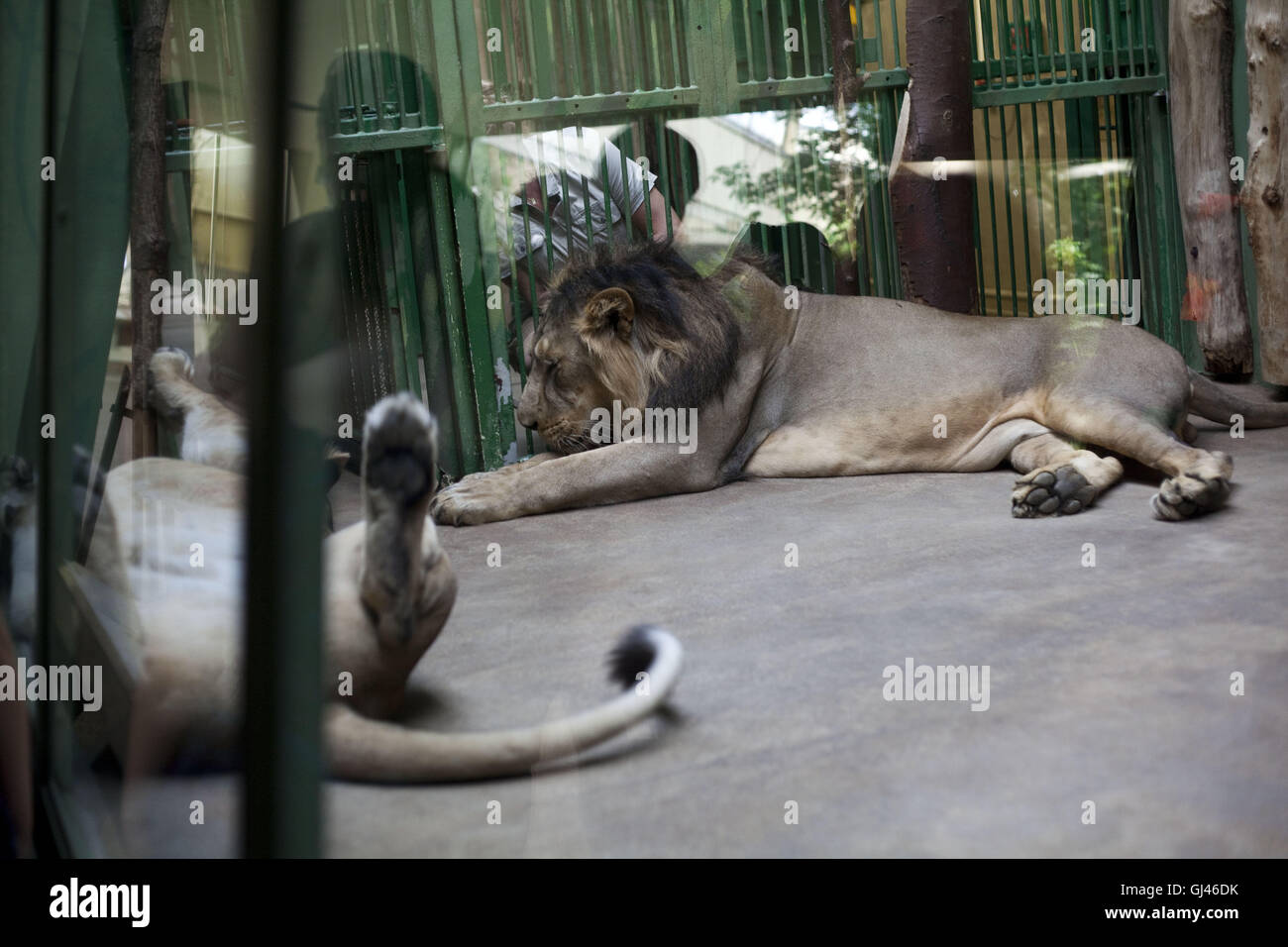 Prag, Tschechische Republik. 29. Juli 2016. Prag-Troja Zoo.Prague ZOO gilt als eines der besten in Europa. Es wurde im Jahre 1931 mit dem Ziel, "das Studium der Zoologie, Schutz der Natur und Aufklärung der Öffentlichkeit '' im Stadtteil Troja im Norden von Prag eröffnet. Die Troja-Zoo beherbergt etwa 4.200 Tiere, die fast 650 Arten, darunter 132 Arten als bedroht, Prag, Tschechische Republik darstellen. © Veronika Lukasova/ZUMA Draht/Alamy Live-Nachrichten Stockfoto