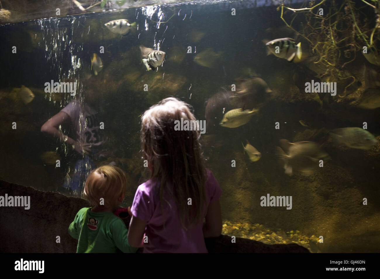 Prag, Tschechische Republik. 29. Juli 2016. Prag-Troja Zoo.Prague ZOO gilt als eines der besten in Europa. Es wurde im Jahre 1931 mit dem Ziel, "das Studium der Zoologie, Schutz der Natur und Aufklärung der Öffentlichkeit '' im Stadtteil Troja im Norden von Prag eröffnet. Die Troja-Zoo beherbergt etwa 4.200 Tiere, die fast 650 Arten, darunter 132 Arten als bedroht, Prag, Tschechische Republik darstellen. © Veronika Lukasova/ZUMA Draht/Alamy Live-Nachrichten Stockfoto