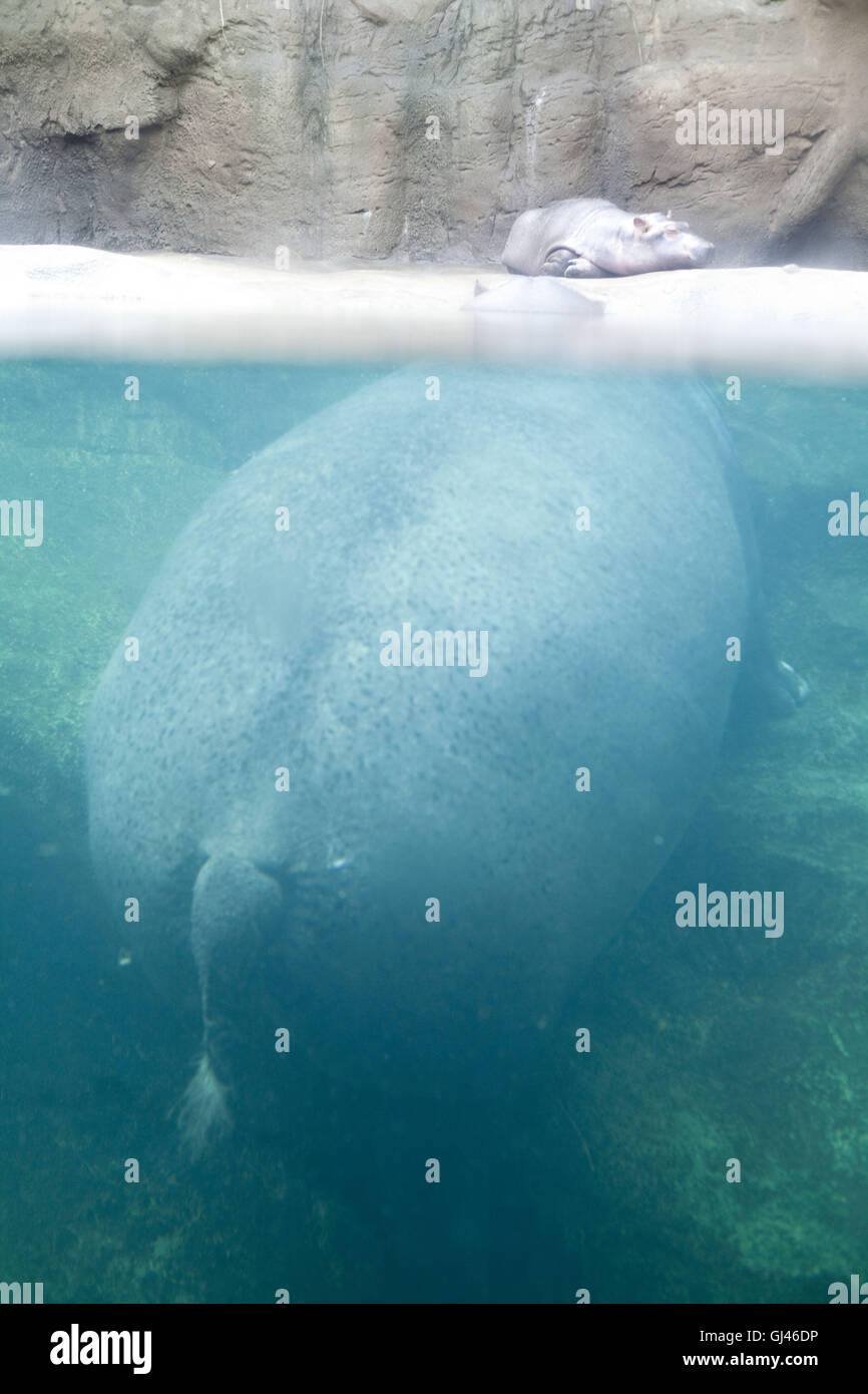 Prag, Tschechische Republik. 29. Juli 2016. Prag-Troja Zoo.Prague ZOO gilt als eines der besten in Europa. Es wurde im Jahre 1931 mit dem Ziel, "das Studium der Zoologie, Schutz der Natur und Aufklärung der Öffentlichkeit '' im Stadtteil Troja im Norden von Prag eröffnet. Die Troja-Zoo beherbergt etwa 4.200 Tiere, die fast 650 Arten, darunter 132 Arten als bedroht, Prag, Tschechische Republik darstellen. © Veronika Lukasova/ZUMA Draht/Alamy Live-Nachrichten Stockfoto