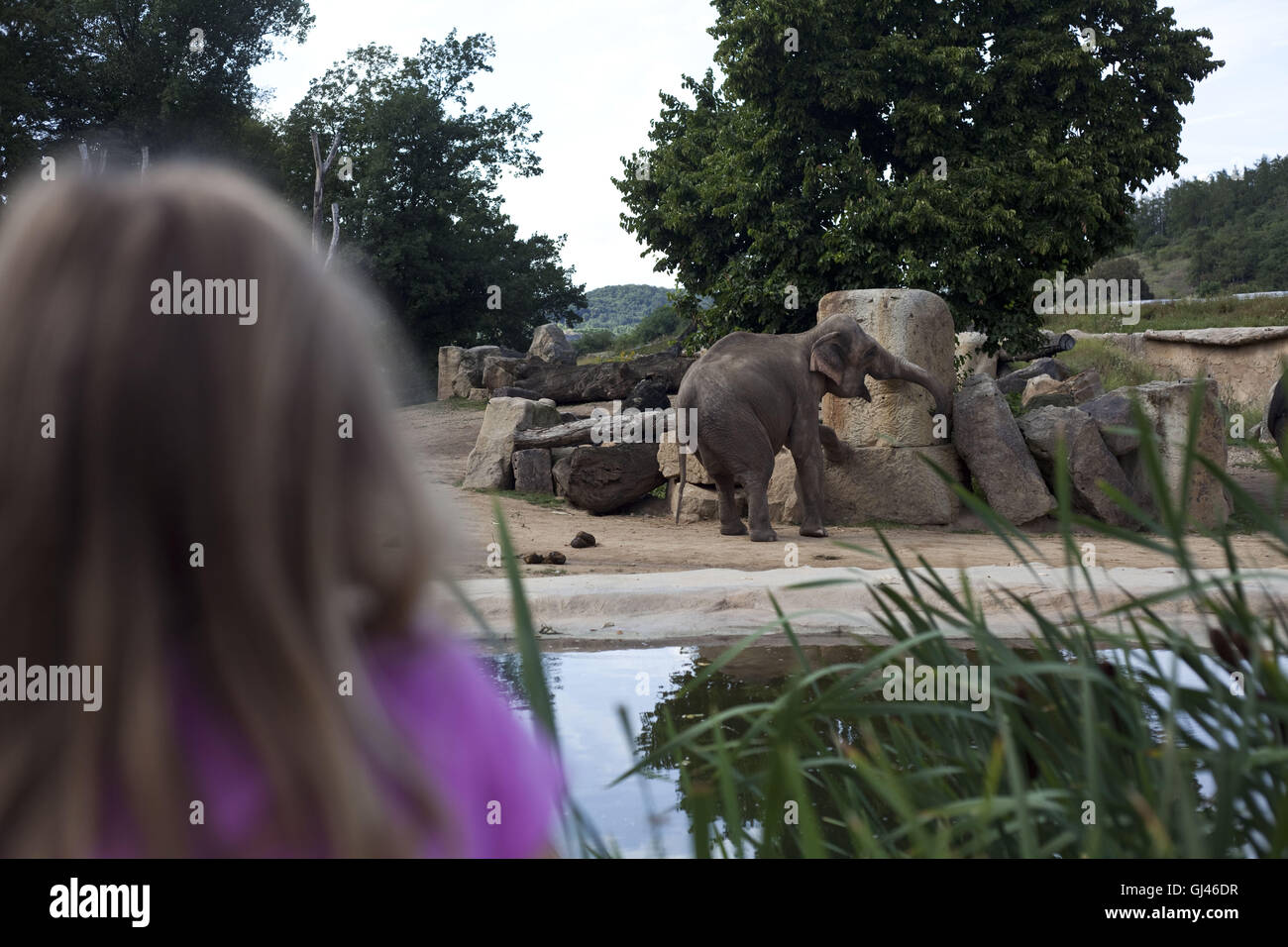Prag, Tschechische Republik. 29. Juli 2016. Prag-Troja Zoo.Prague ZOO gilt als eines der besten in Europa. Es wurde im Jahre 1931 mit dem Ziel, "das Studium der Zoologie, Schutz der Natur und Aufklärung der Öffentlichkeit '' im Stadtteil Troja im Norden von Prag eröffnet. Die Troja-Zoo beherbergt etwa 4.200 Tiere, die fast 650 Arten, darunter 132 Arten als bedroht, Prag, Tschechische Republik darstellen. © Veronika Lukasova/ZUMA Draht/Alamy Live-Nachrichten Stockfoto