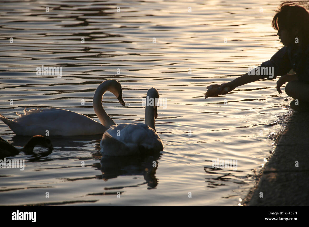 London, UK. 12. August 2016. Ein Kind füttert einen Schwan auf dem Serpentine Lake im Hyde Park in London Credit: Roger Garfield/Alamy Live News Stockfoto