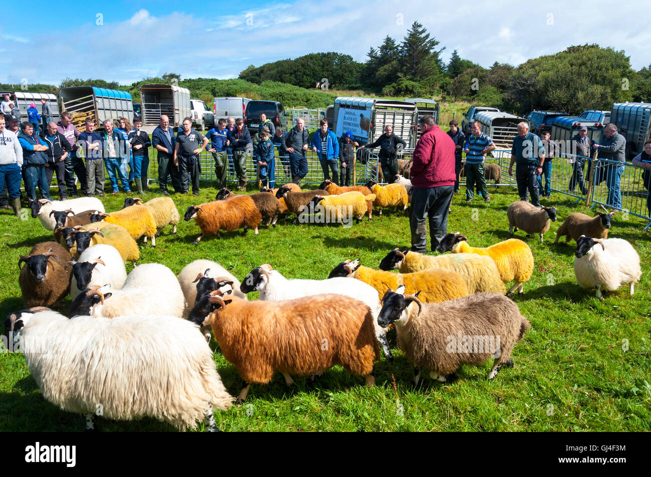 Ardara, County Donegal, Irland. 13. August 2016. Schafe auf der jährlichen Ardara Landwirtschaftsausstellung in die Kleinstadt Westküste zu urteilen. Foto von: Richard Wayman Credit: Richard Wayman/Alamy Live-Nachrichten Stockfoto