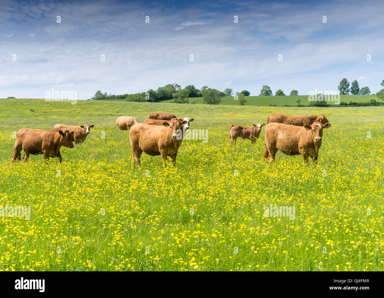 Braune Mutterkühe und Kälber in einem Feld von Butterblumen an eine englische Sommertag Stockfoto