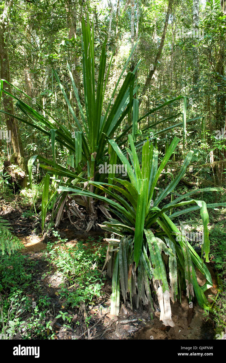 Rainforest Pandanus Utilis Madagaskar Stockfoto