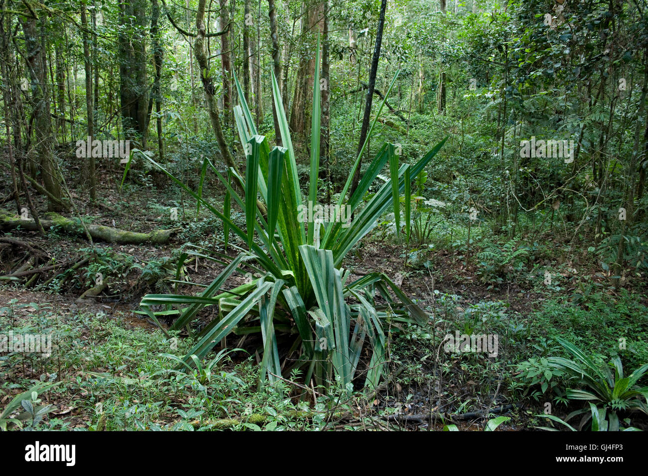 Rainforest Pandanus Utilis Madagaskar Stockfoto