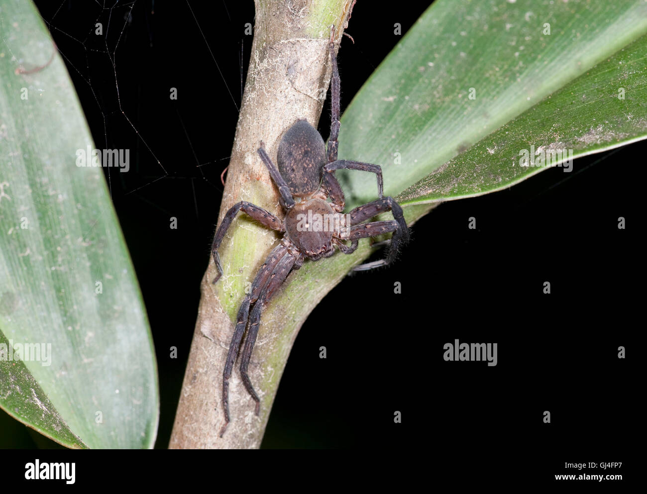 Huntsman Spinne Sparassidae Madagaskar Stockfoto