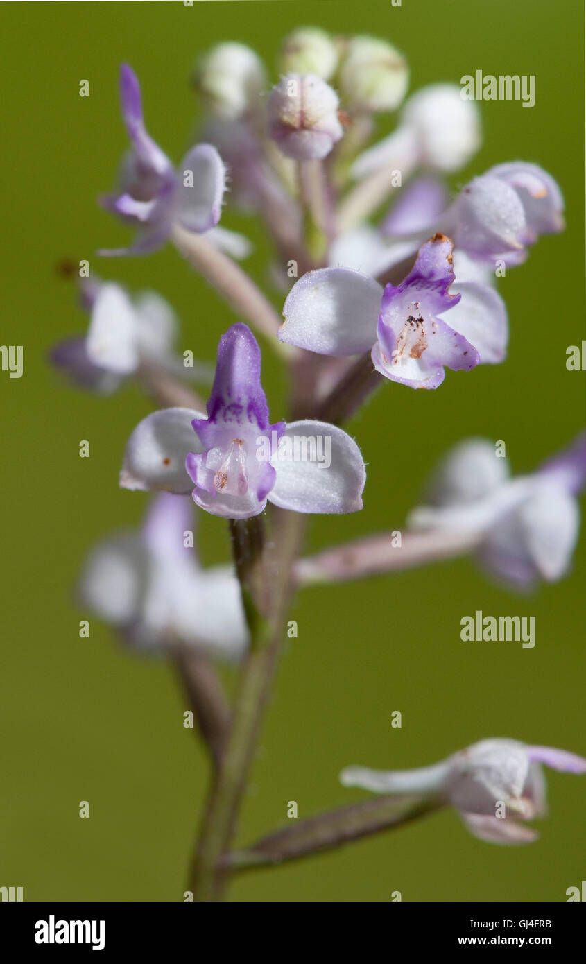 Orchidee Madagaskar Stockfoto