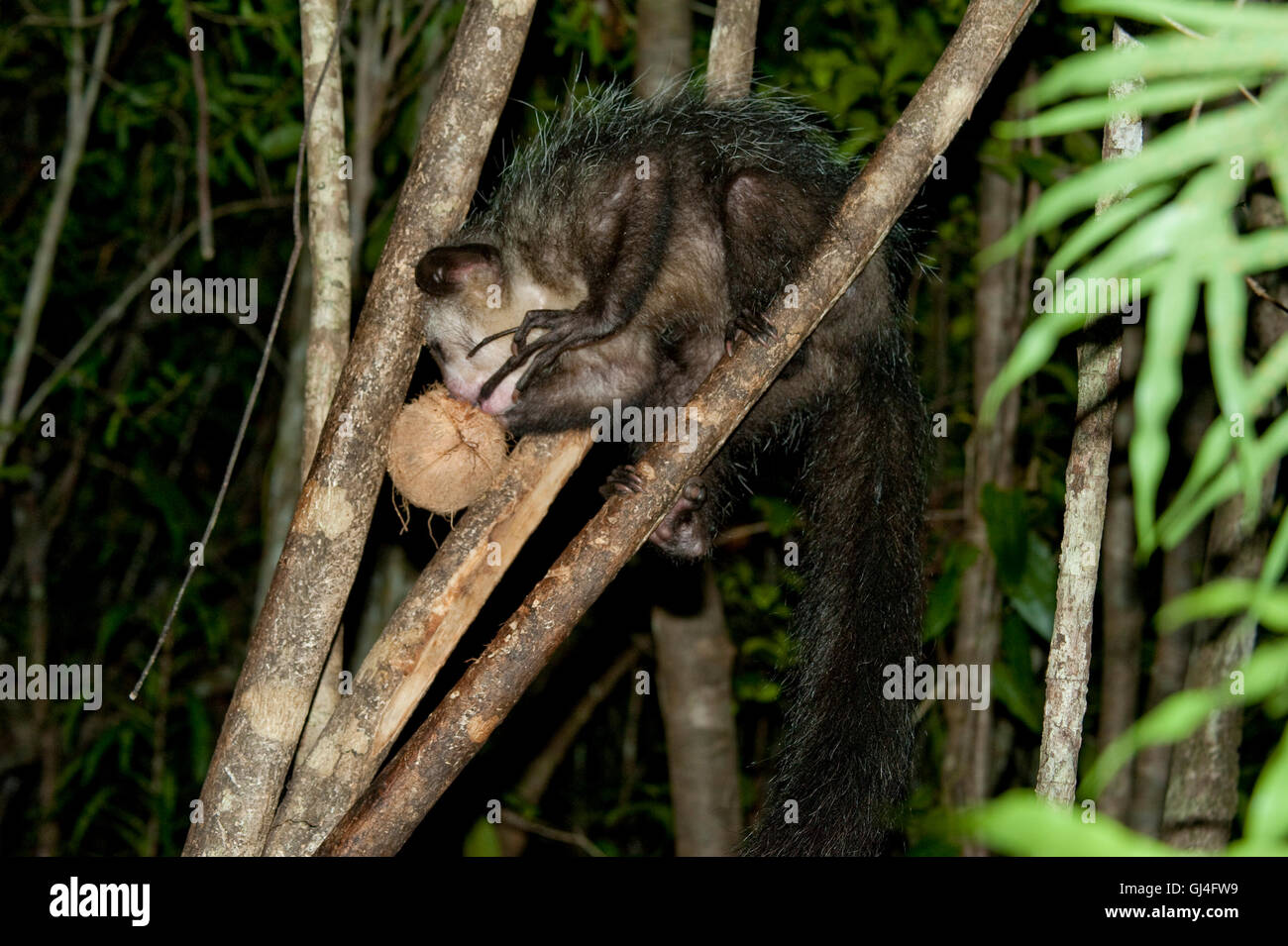 Aye-Aye Daubentonia madagascariensis Stockfoto