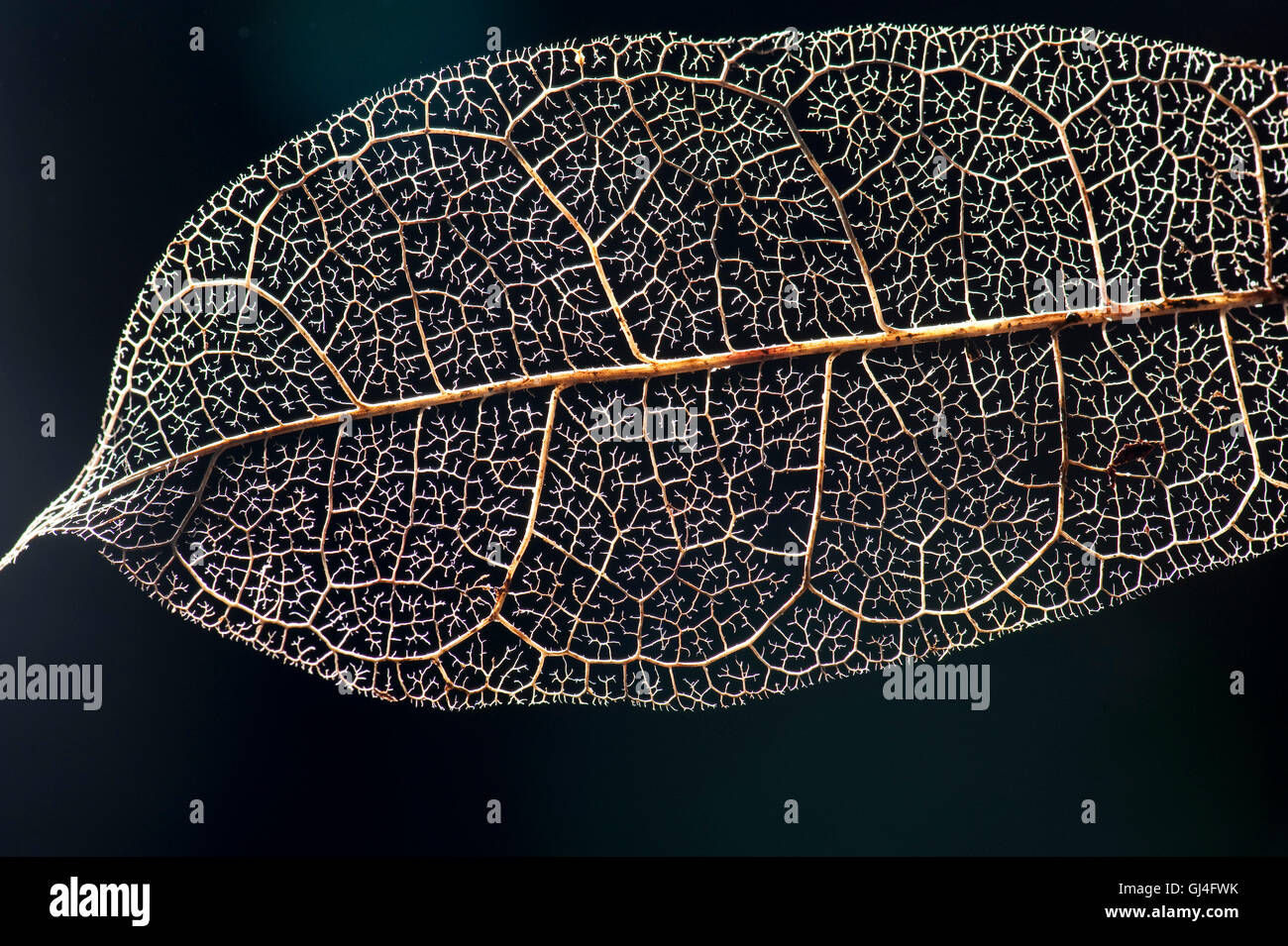 Blatt-Skelett-Madagaskar Stockfoto