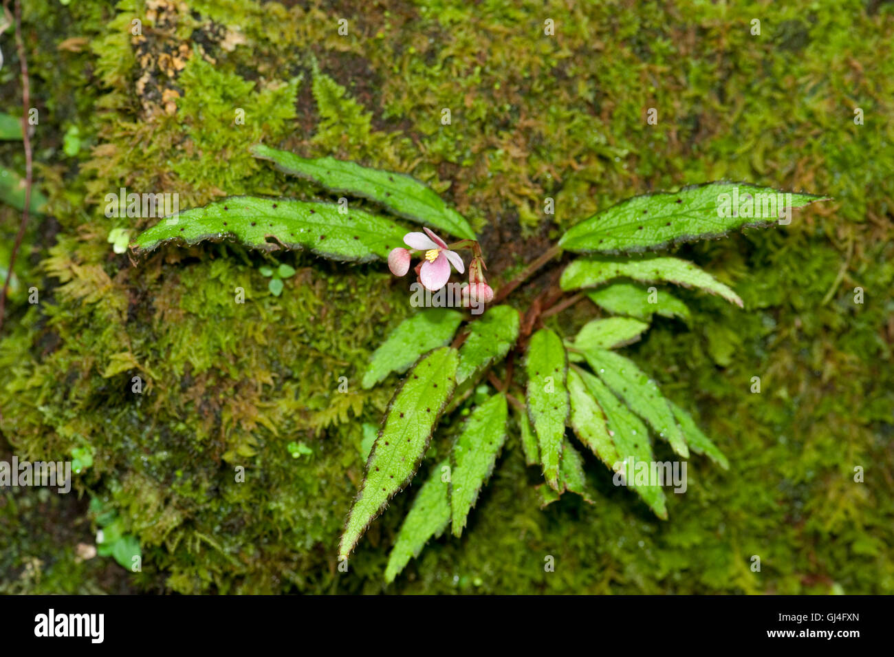 Rosa Blume im Regenwald von Madagaskar Stockfoto