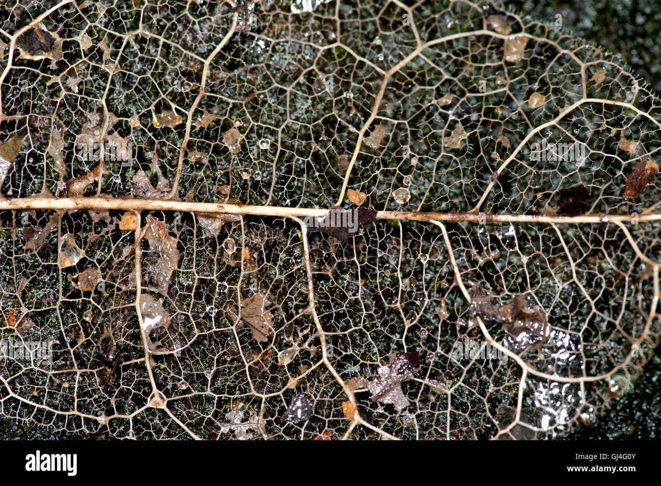 Blatt-Skelett-Madagaskar Stockfoto