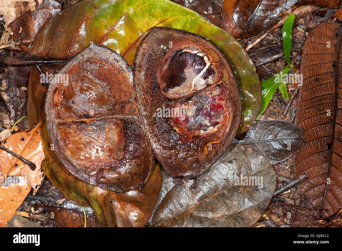 Samenkapsel im Regenwald von Madagaskar Stockfoto