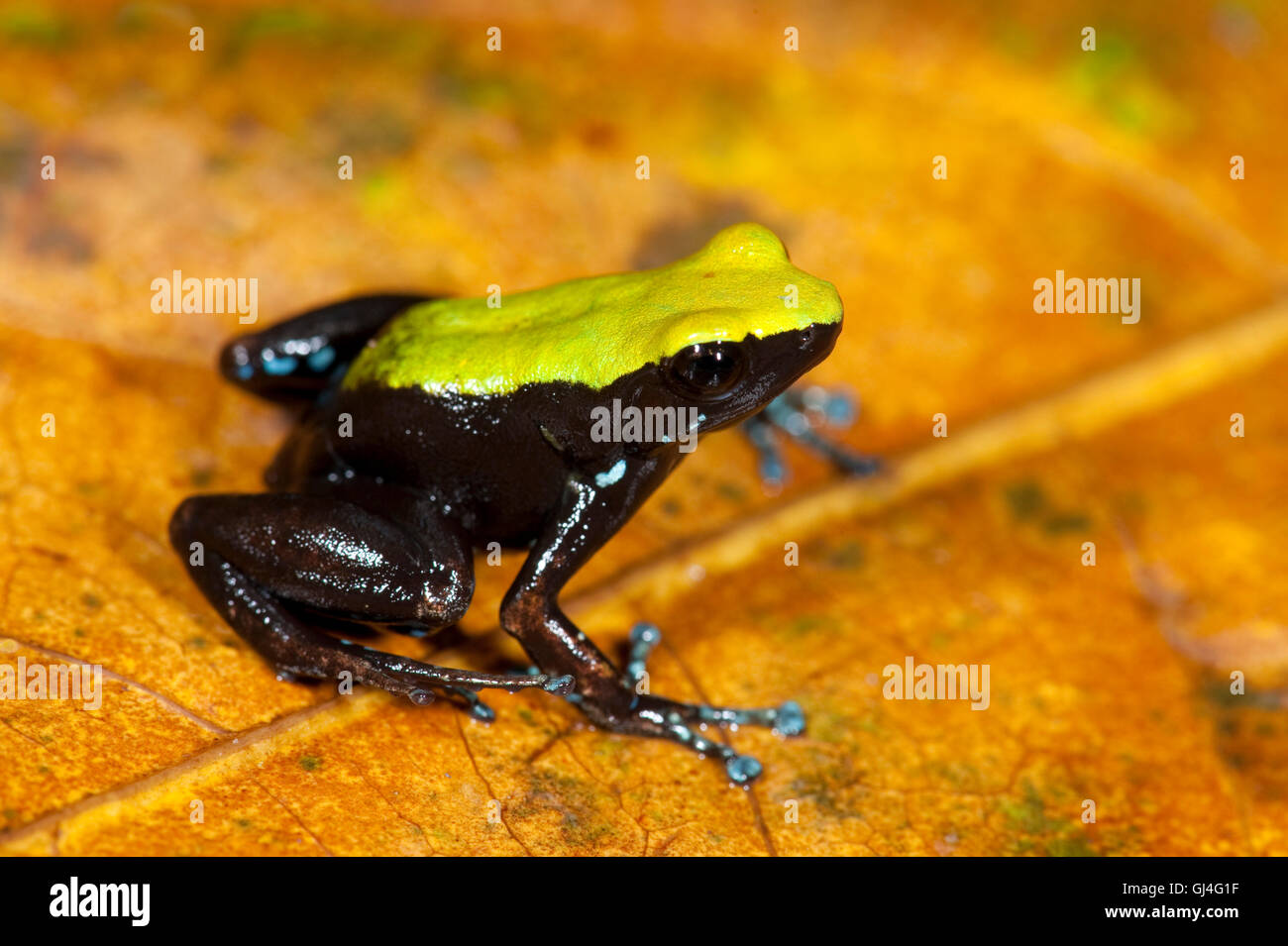 Mantella Frog Mantella Laevigata Madagaskar Stockfoto