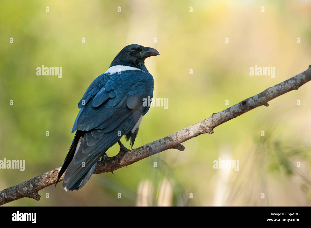 Trauerschnäpper Krähe Corvus Albus Madagaskar Stockfoto