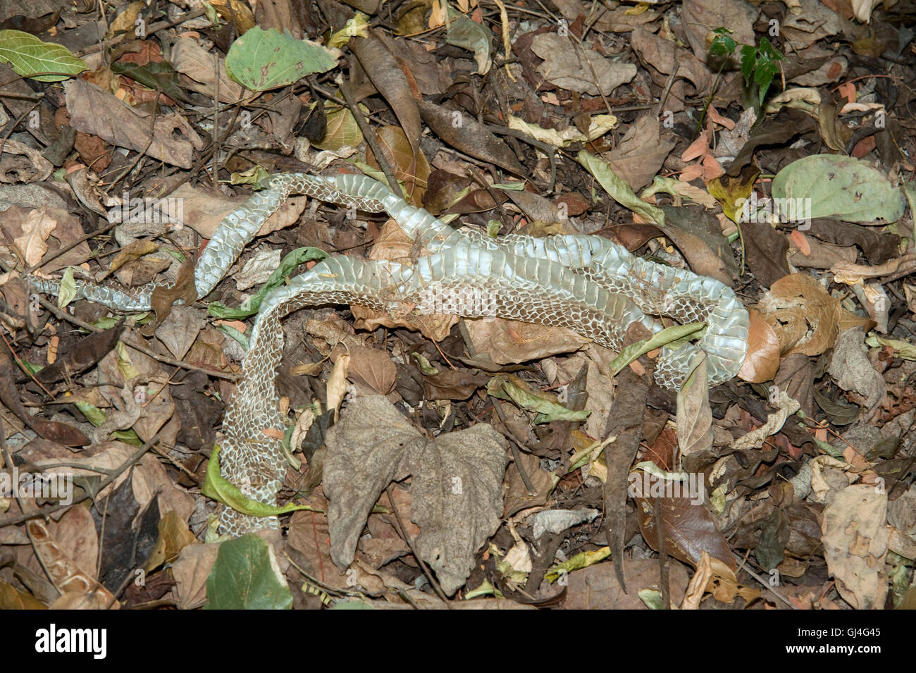 Snake Skin auf Waldboden Madagaskar Stockfoto