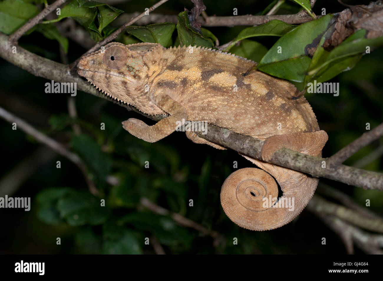 Pantherchamäleon (Furcifer pardalis) Madagaskar Stockfoto