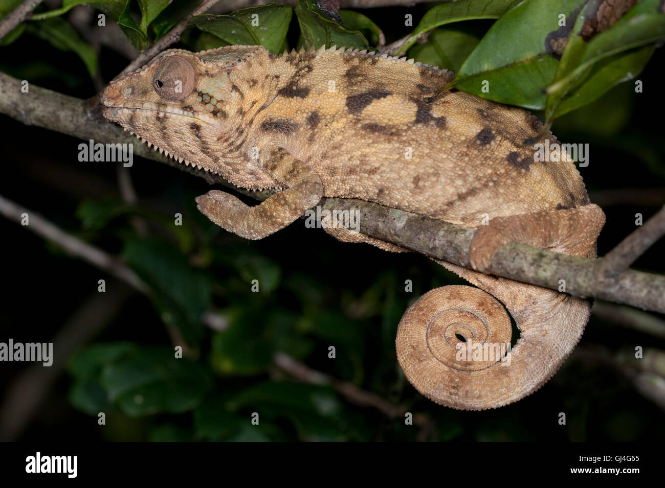 Pantherchamäleon (Furcifer pardalis) Madagaskar Stockfoto