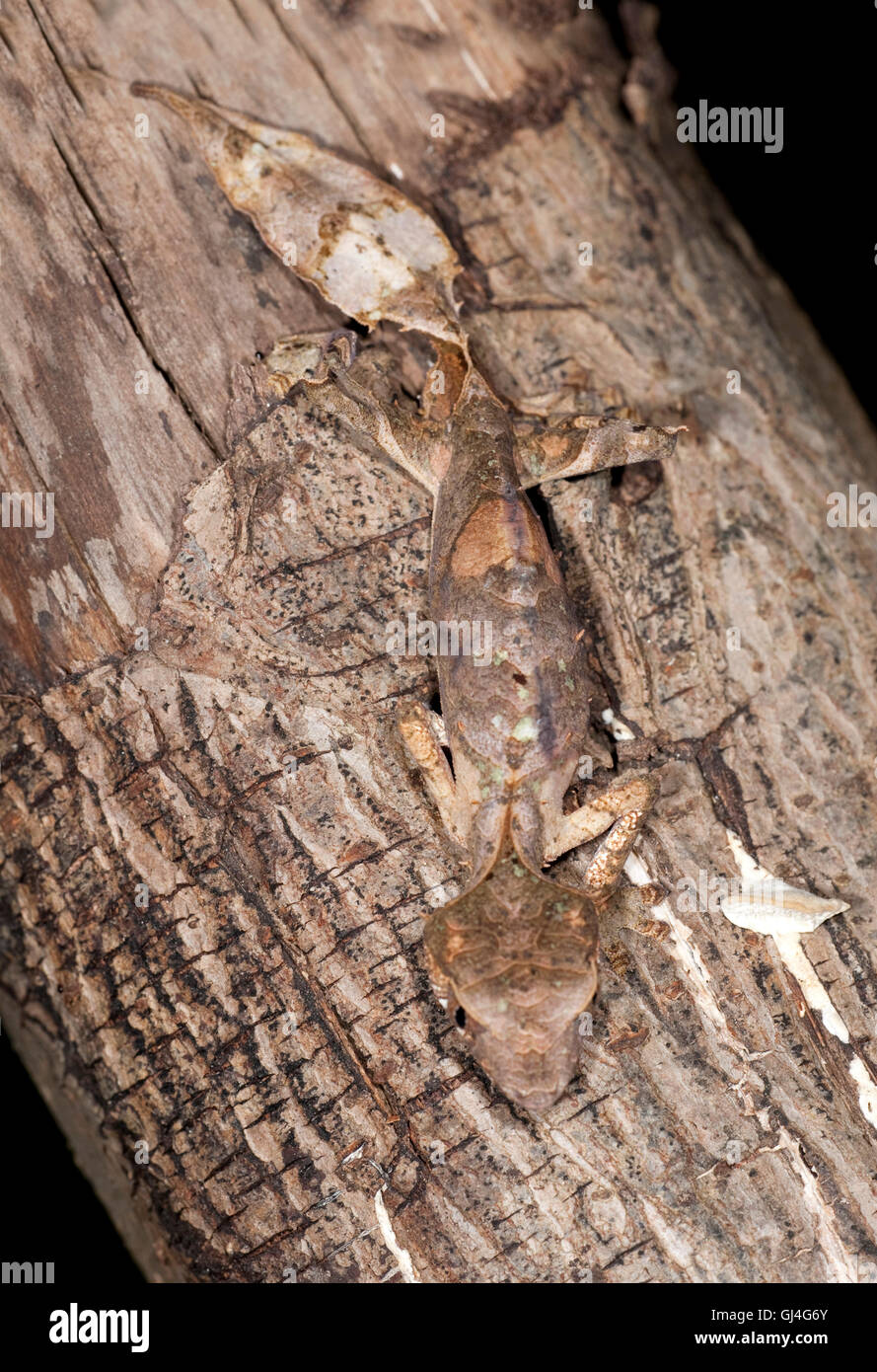 Satanische Blatt Tailed Gecko Uroplatus Phantasticus Madagaskar Stockfoto