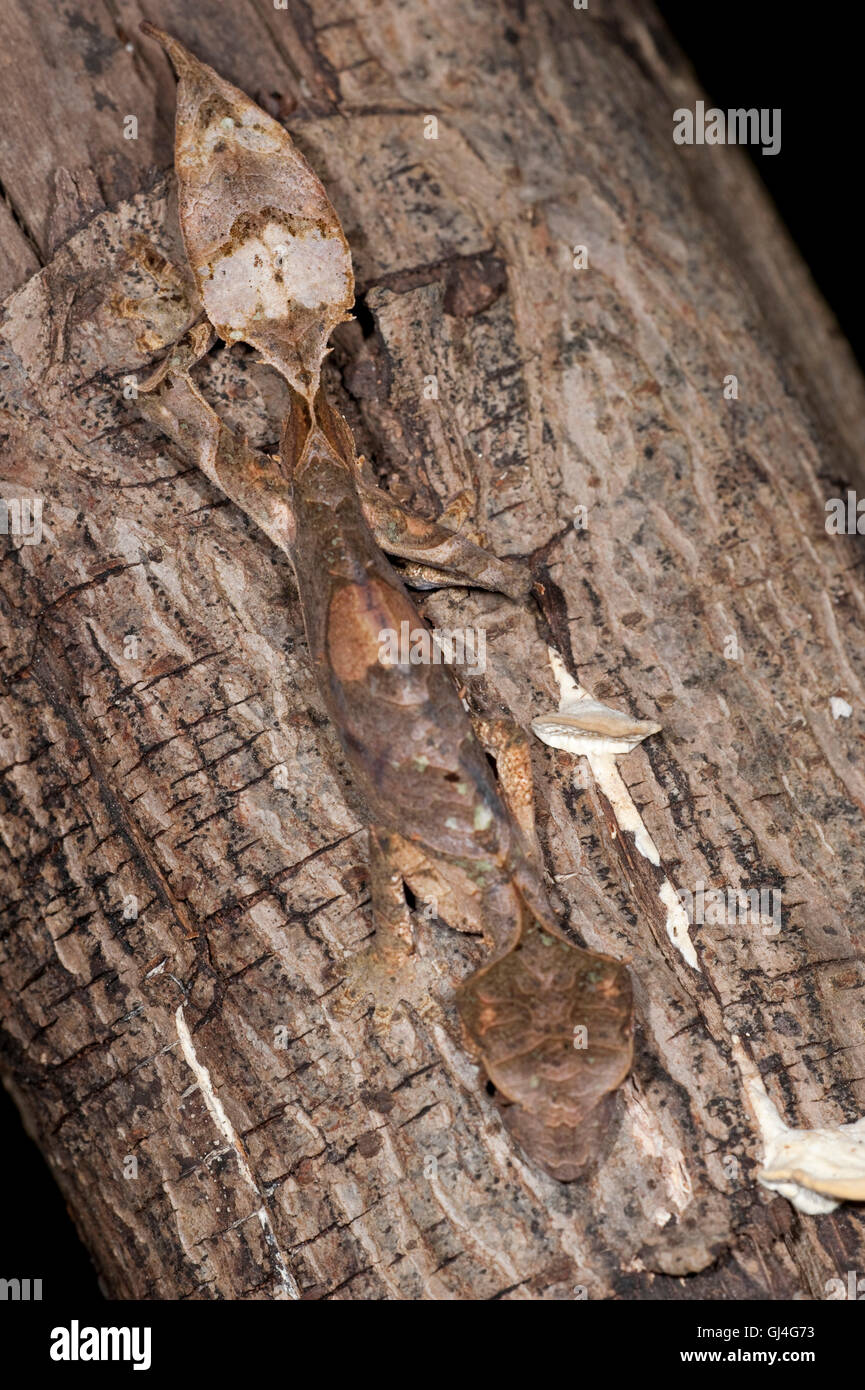 Satanische Blatt Tailed Gecko Uroplatus Phantasticus Madagaskar Stockfoto