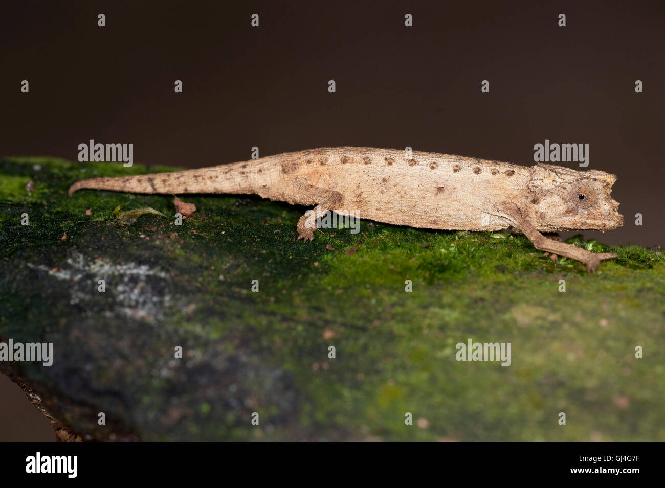 Zwerg Chamäleon Brookesia Exarmata Madagaskar Stockfoto