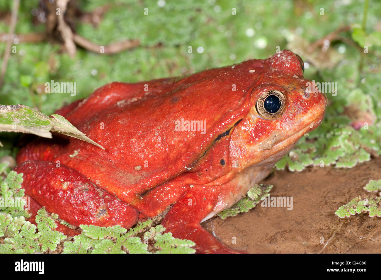 Tomaten Frosch Dyscophus Antongilii Madagaskar Stockfoto