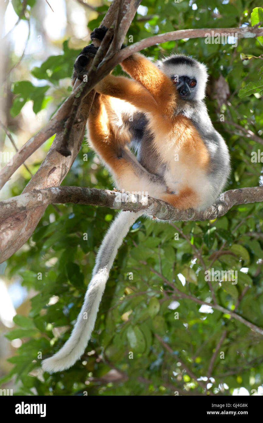 Matrizengeformte Sifaka Propithecus Diadema Madagaskar Stockfoto